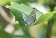 三草山ゼフィルスの森1